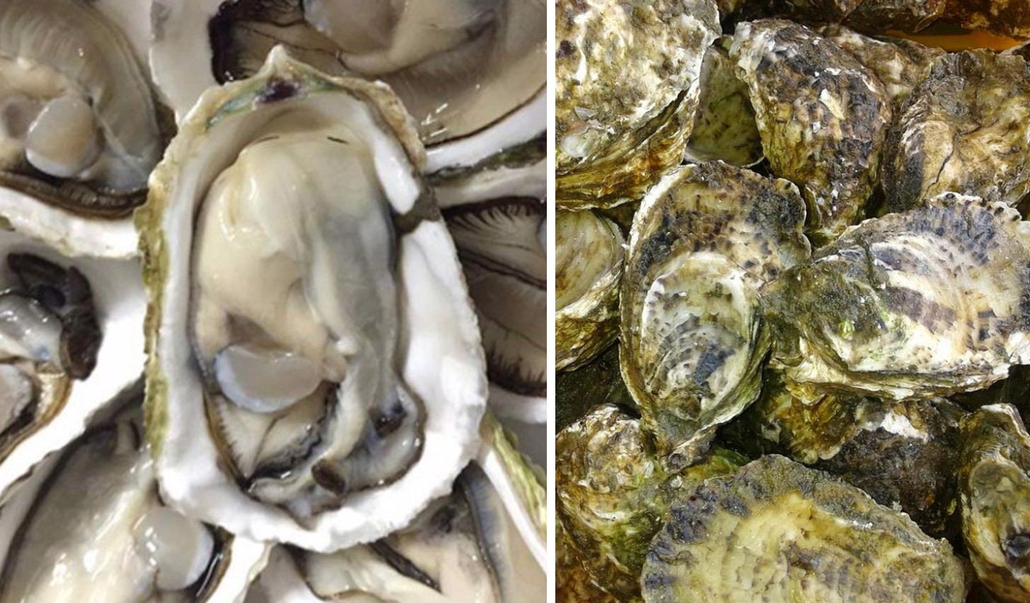 Hàu Thái Bình Dương